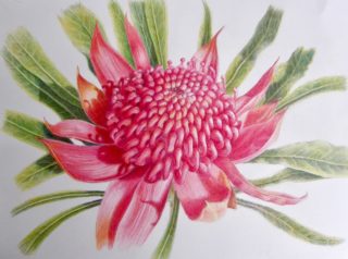 A Coloured Pencils painting by Nola Sindel in the Realist style  depicting Flowers with main colour being Green and Pink and titled Waratah