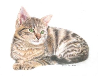 A Coloured Pencils painting by Nola Sindel in the Realist style  depicting Animals Cats with main colour being Brown Cream and Ochre and titled Puss