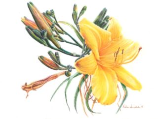 A Coloured Pencils painting by Nola Sindel in the Realist style  depicting Flowers with main colour being White and Yellow and titled Golden Day Lily