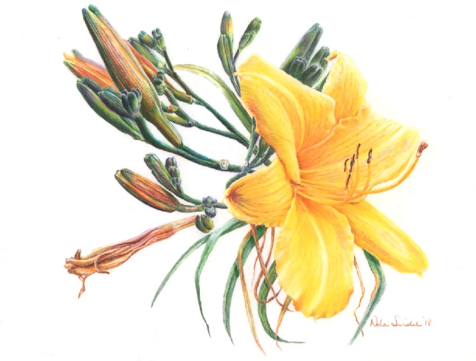 Coloured Pencils Painting by Nola Sindel titled Golden Day Lily