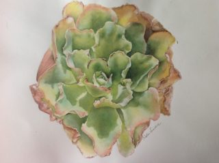 A Watercolour painting by Nola Sindel in the Realist style  depicting Flowers with main colour being Green and Ochre and titled Succulent