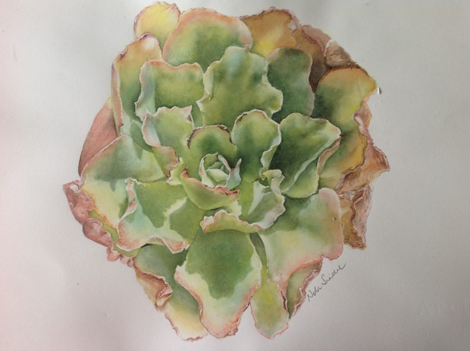 Coloured Pencils Painting by Nola Sindel titled Succulent