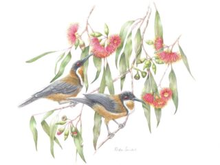 A Watercolour artwork by Nola Sindel in the Realist style  depicting Flowers Birds with main colour being Green Grey and Red and titled Honey Fix