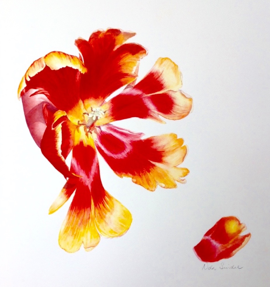 Watercolour Painting by Nola Sindel titled Bright Parrot Tulip 1