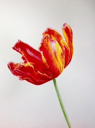 A Watercolour painting by Nola Sindel in the Realist style  depicting Flowers with main colour being Red and Yellow and titled Bright Parrot Tulip 2