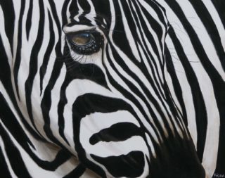 An Acrylic painting by Fiona Groom in the Realist style  depicting Animals with main colour being Black and White and titled Contemplation