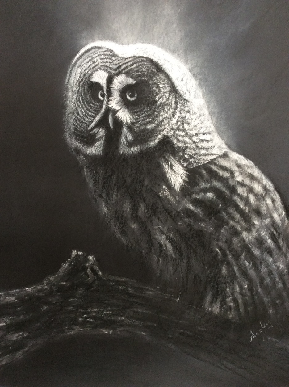 Pastel Painting by Ainsley McPherson titled Moonlight Owl