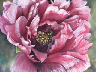 A Pastel artwork by Ainsley McPherson in the Realist style  depicting Flowers with main colour being Pink and titled Peony In the Pink