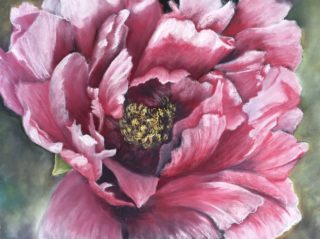 A Pastel painting by Ainsley McPherson in the Realist style  depicting Flowers with main colour being Pink and titled Peony In the Pink