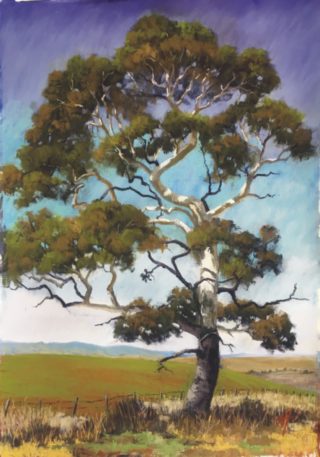 A Pastel painting by Nicki Hall in the Realist Impressionist style  depicting Trees Rural with main colour being Green and Olive and titled Bunyan Local