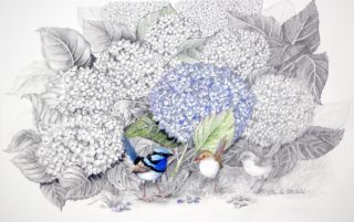 A Mixed Media painting by Ellen Lee Osterfield in the Realist style  depicting Birds Beach and Flowers with main colour being Blue and Grey and titled Blue Wren and Hydrangeas