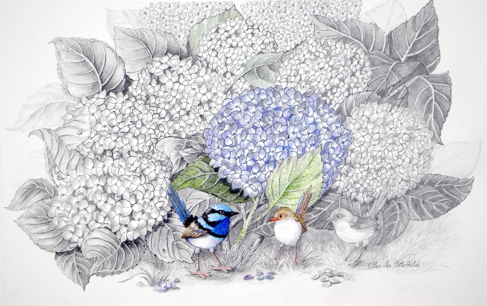 Watercolour Painting by Ellen Lee Osterfield titled Blue Wren and Hydrangeas