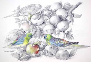 A Mixed Media painting by Ellen Lee Osterfield in the Realist style  Birds with main colour being Blue Green and Grey and titled Red Rumped Parrots #2