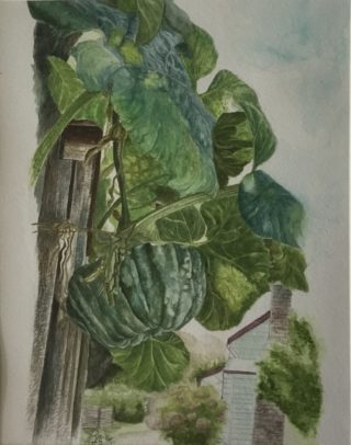 A Watercolour painting by Renee Loh in the Realist style  Food and titled The hanging Pumpkin at Trentham