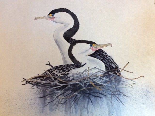 Watercolour Painting by Helen De Jonge titled Nesting Pied Cormorants