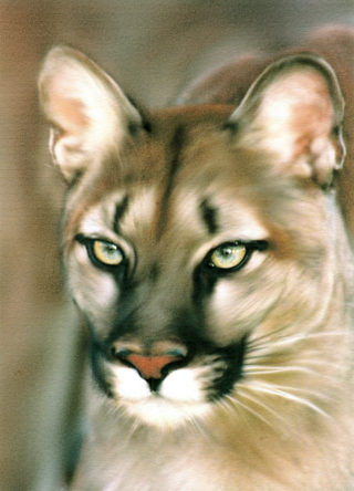 A Pastel painting by Lilly Antoneavic in the Realist style  Animals and Cats with main colour being Brown and Green and titled PUMA STARE