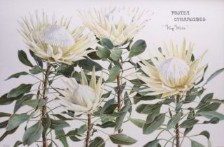 A Watercolour painting by Jan Long in the Realist style  depicting Flowers with main colour being Cream Green and White and titled King Protea-Botanical