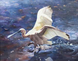 An Oil painting by Jan Long in the Realist style  depicting Birds and Water with main colour being Blue Cream and White and titled Wading Spoonbill