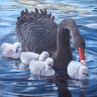 An Oil painting by Jan Long in the Realist style  depicting Birds and Water with main colour being Black Blue and Cream and titled Swimming Lesson