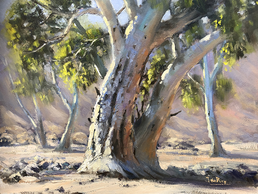 Oil Painting by John Rice titled Gums In The Creek Bed, Ormiston Gorge