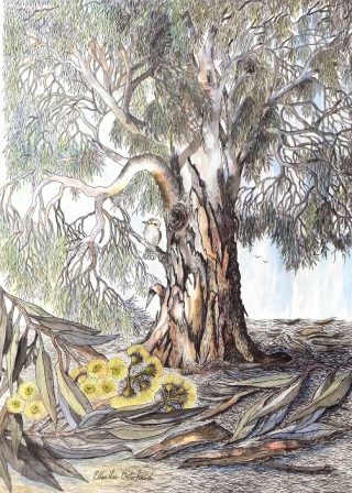 A Mixed Media painting by Ellen Lee Osterfield in the Realist style  depicting Landscape Birds and Trees and titled Kookaburra Sits
