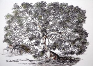 A Mixed Media painting by Ellen Lee Osterfield in the Realist style  depicting Landscape Trees and titled Aging gracefully