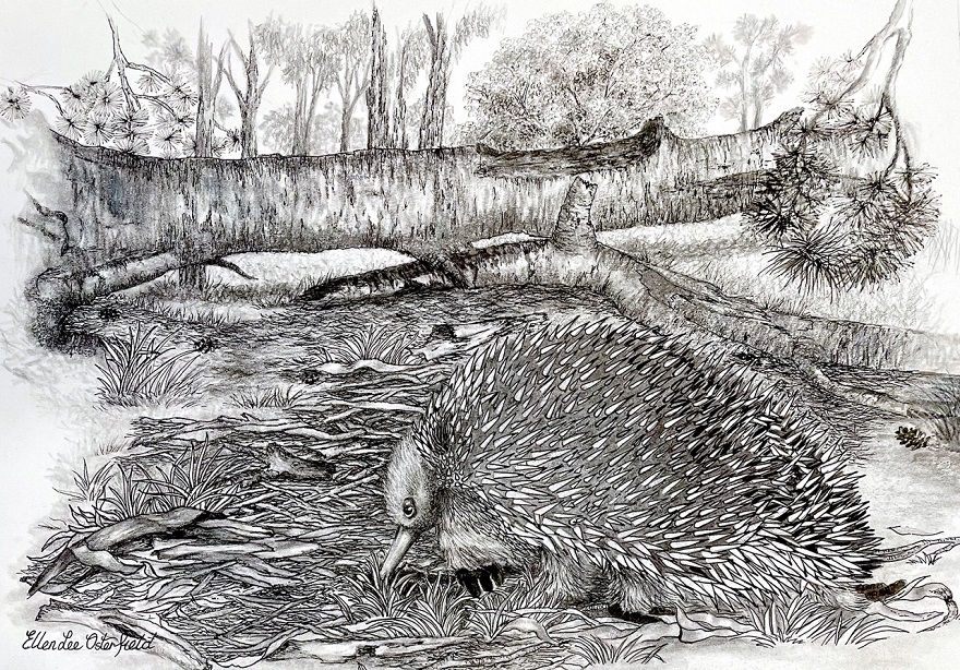 Pencil Painting by Ellen Lee Osterfield titled Looking for lunch