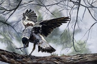 A  painting by Jenine Bell in the Realist style  depicting Birds and titled Lets Dance